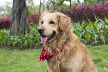 the golden retriever