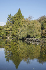 Fototapeta na wymiar reflection of trees on lake in autumn