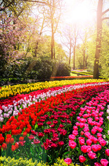 Blooming flowers in Keukenhof park in Netherlands, Europe. 