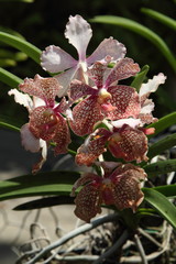 Exotic Orchids