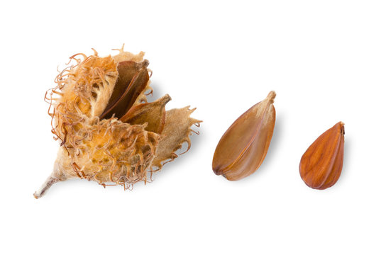 European beechnuts on white background, also called mast. Burr and cupule with seeds, nut and a shelled nut of European beech, also common beech or Fagus sylvatica. Macro food photo close up.