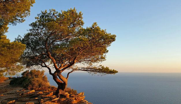 Pinienbaum auf Cap Canaille