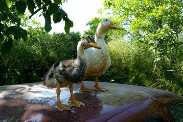 sister ducks © sinanaktas