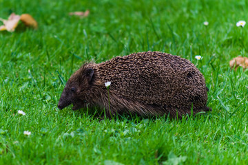 Hedgehog walking freely through an animal park in Germany