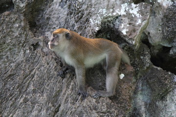 Obraz premium Monkey