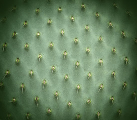 Cactus Texture natural background