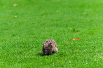 Hedgehog walking freely through an animal park in Germany