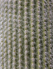 Cactus Texture natural background.