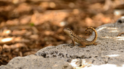 Posing Lizard 