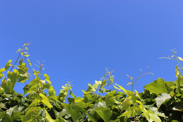 grape vine stretch to sky