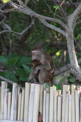 Obraz premium Monkey