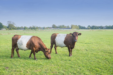 Obraz premium Lakenvelder brown belted cows