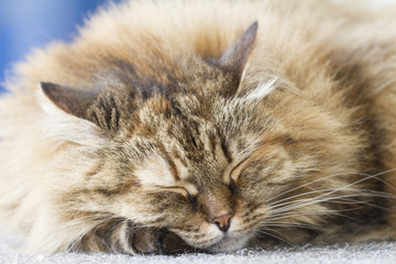 tender kitten, sleeping on the carpet