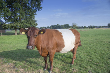 Fototapeta na wymiar Lakenvelder belted cow