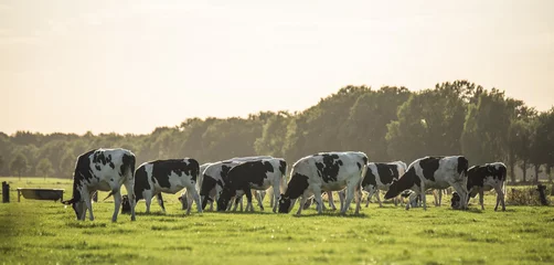 Selbstklebende Fototapeten Kühe in der Abendsonne © egonzitter