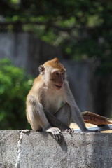 Obraz premium Monkey