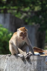 Monkey