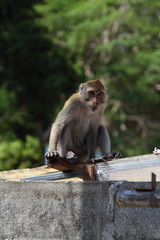 Fototapeta premium Monkey