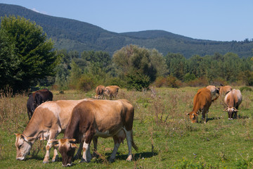 Fototapeta na wymiar Cows grazing on the mountain