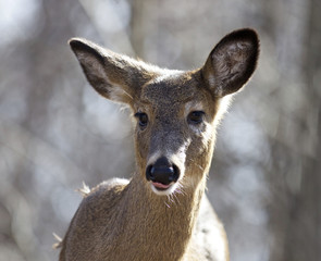Beautiful isolated portrait of a funny wild deer in the forest