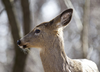 Isolated photo of an awake wild deer in the forest