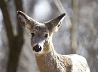 Isolated photo of an unsure wild deer in the forest