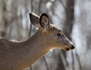 Beautiful photo of a wild deer in the forest