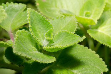 Closeup fresh green herb (Plectranthus amboinicus)