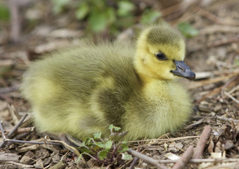 Beautiful isolated photo of a chick of Canada geese