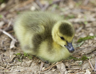 Beautiful isolated photo of a chick of Canada geese relaxing on the field