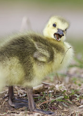 Beautiful isolated photo of a funny chick of Canada geese