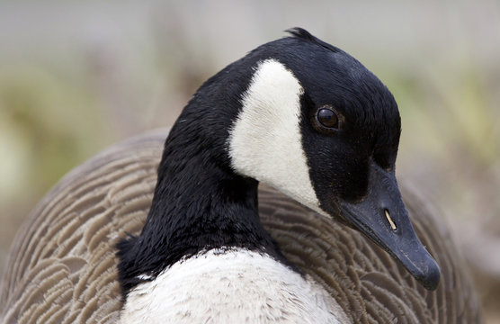 Beautiful portrait of a Canada goose