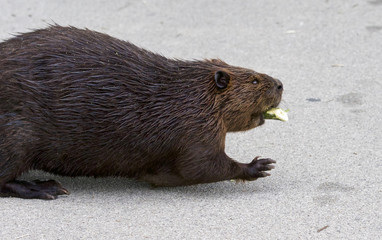 Beautiful picture with a North American beaver © MrWildLife