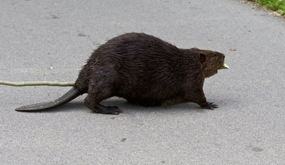 Beautiful photo of a North American beaver on the road © MrWildLife