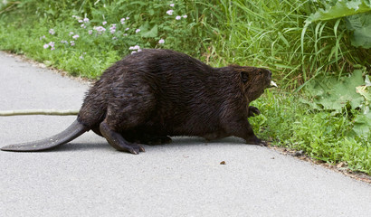Isolated close image with a Canadian beaver entering the grass - obrazy, fototapety, plakaty