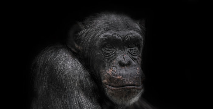 Thinking chimpanzee portrait isolated on black background