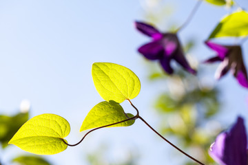 Beautiful, blue clematis flowers with vegetation