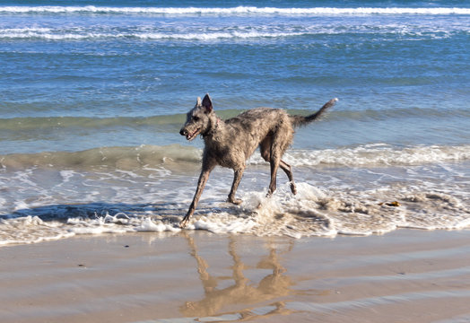 Deer Hound dog on the beach, Cape Town, South Africa