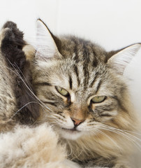 gorgeous cat, brown siberian