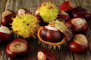 chestnuts - fruits horse chestnut - Aesculus hippocastanum