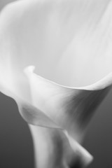 Abstract, macro photography of Calla flower with details. Black and white photography
