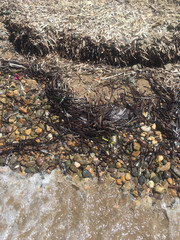 seaweeds on a beach