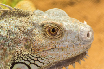Bearded Dragon Pogona Vitticeps