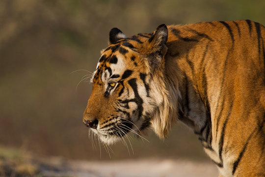 Wild Male Bengal Tiger In Bandhavgarh (India)