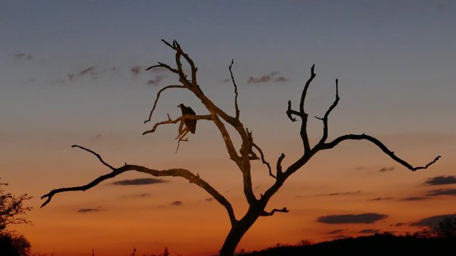 Evening clip of a vulture bird sitting at sundown in the branches of a gnarled tree. A spotlight of a  jeep hits the bird.