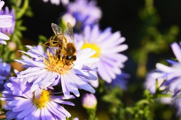 Busy bee is sitting on the violet blossom