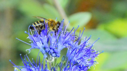 Profile photo of the busy bee