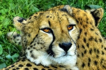 Lying cheetah (gepard) with a partner beholds a prey