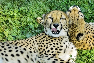 Lying cheetah with a blinked eye