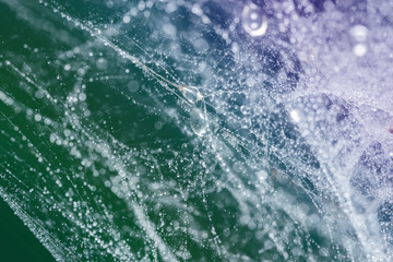 Spider web with water drops